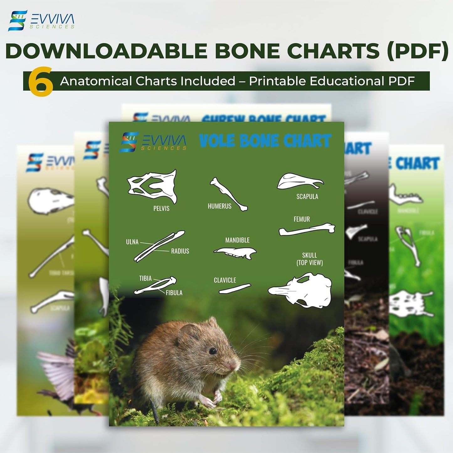 Owl Pellet Kit, Dissect 30 Mostly Small Real Owl Pellets w/Tools & PDF Bone Charts - Science Education Kit for 15+ -