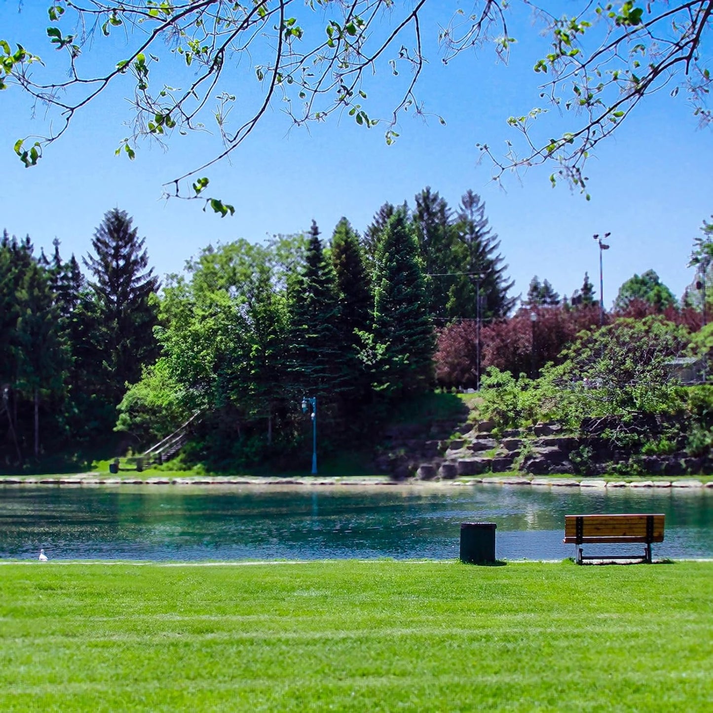 40" Extra-Large Heavy Duty Lake Weed Rake for Ponds & Lakes with 11" Long Plastic Tines, 11ft Commercial-Grade Aquatic Weed Removal Tool, Deep Water Weed Cleaner for Large Water Areas