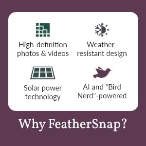Smart Birdfeeder with AI Identification and Wi-Fi Solar Powered, Captures HD Pictures and Videos Sent Directly