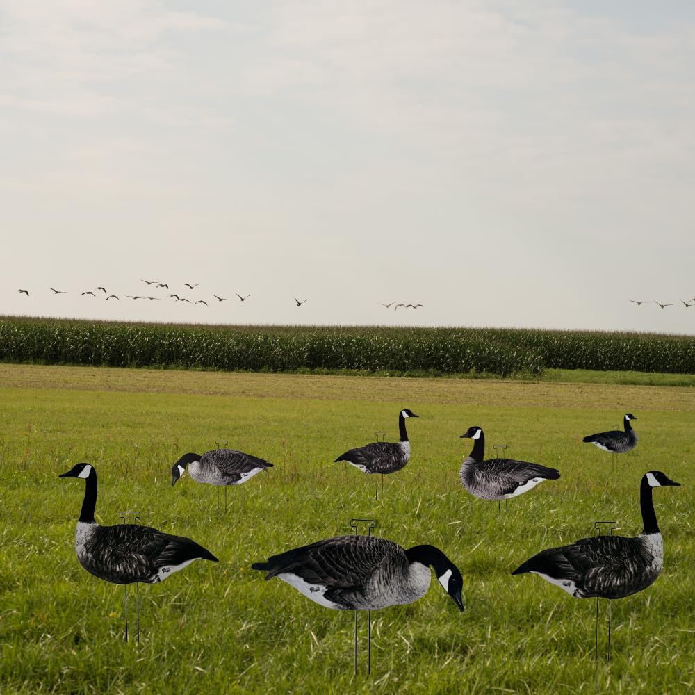 12 Pack Fully Flocked Canada Goose Hunting Decoys with 3 Realistic Poses, Pro-Flocked Silhouette