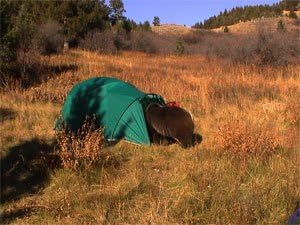 Bear Shock Outfitter Fence with 8 four foot posts.