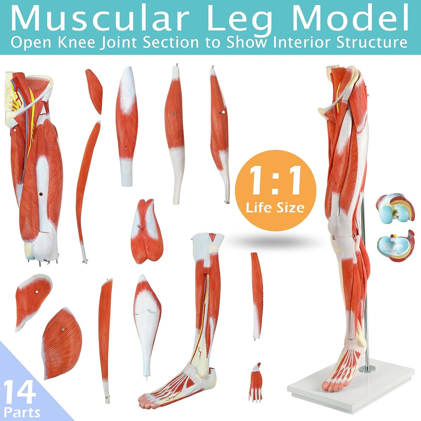 EVOTECH Human Leg Muscles Anatomy Model, Life Size 14 Parts Removable Human Leg Anatomy Model Showing Muscles Major Blood Vessels & Nerves for Medic