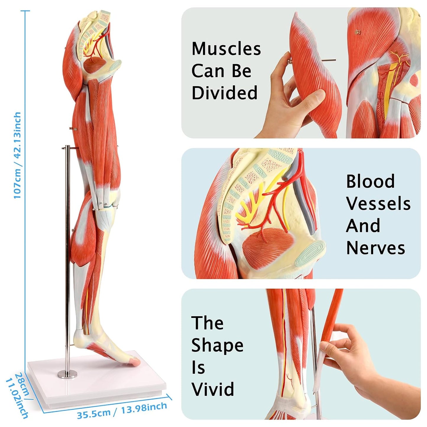 EVOTECH Human Leg Muscles Anatomy Model, Life Size 14 Parts Removable Human Leg Anatomy Model Showing Muscles Major Blood Vessels & Nerves for Medic