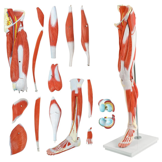 EVOTECH Human Leg Muscles Anatomy Model, Life Size 14 Parts Removable Human Leg Anatomy Model Showing Muscles Major Blood Vessels & Nerves for Medic