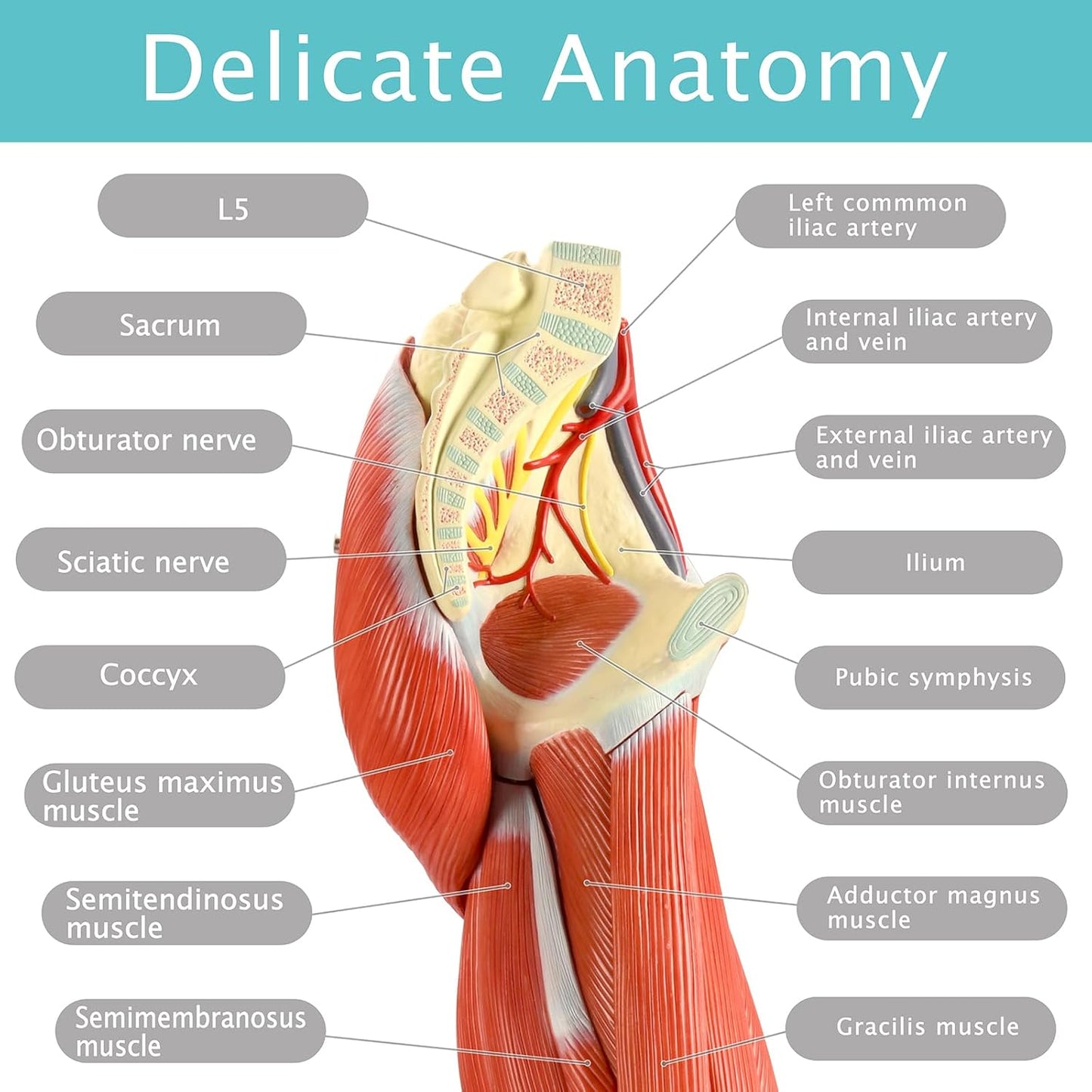 EVOTECH Human Leg Muscles Anatomy Model, Life Size 14 Parts Removable Human Leg Anatomy Model Showing Muscles Major Blood Vessels & Nerves for Medic