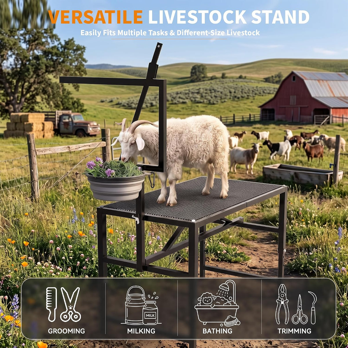Goat Milking Stand,Goats,Adjustable Feed Bin & Head Holder